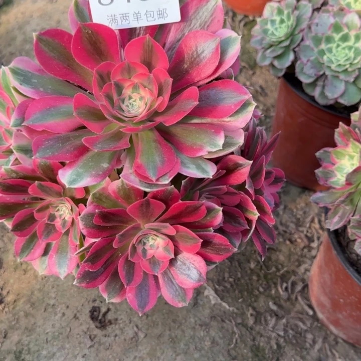 8466女巫多肉植物