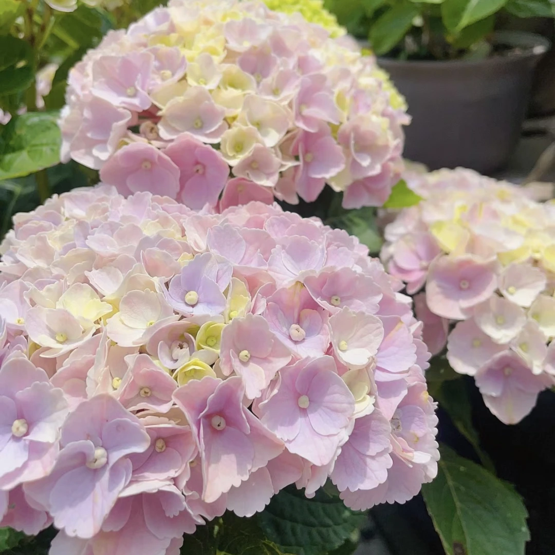 魔幻粉韵7加仑 直播特惠包对版耐寒阳台盆栽庭院大花绣球