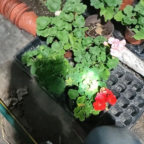 无花朵妃色。大山宫。公爵，云锦
