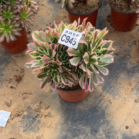 945白凤不包断枝