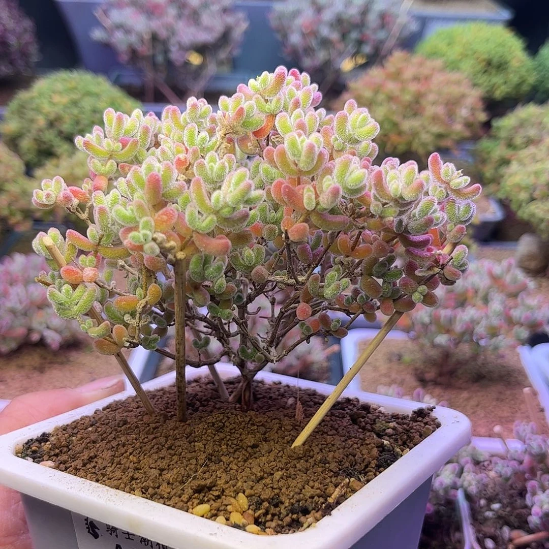 066优选冰晶枝干多肉土干发货