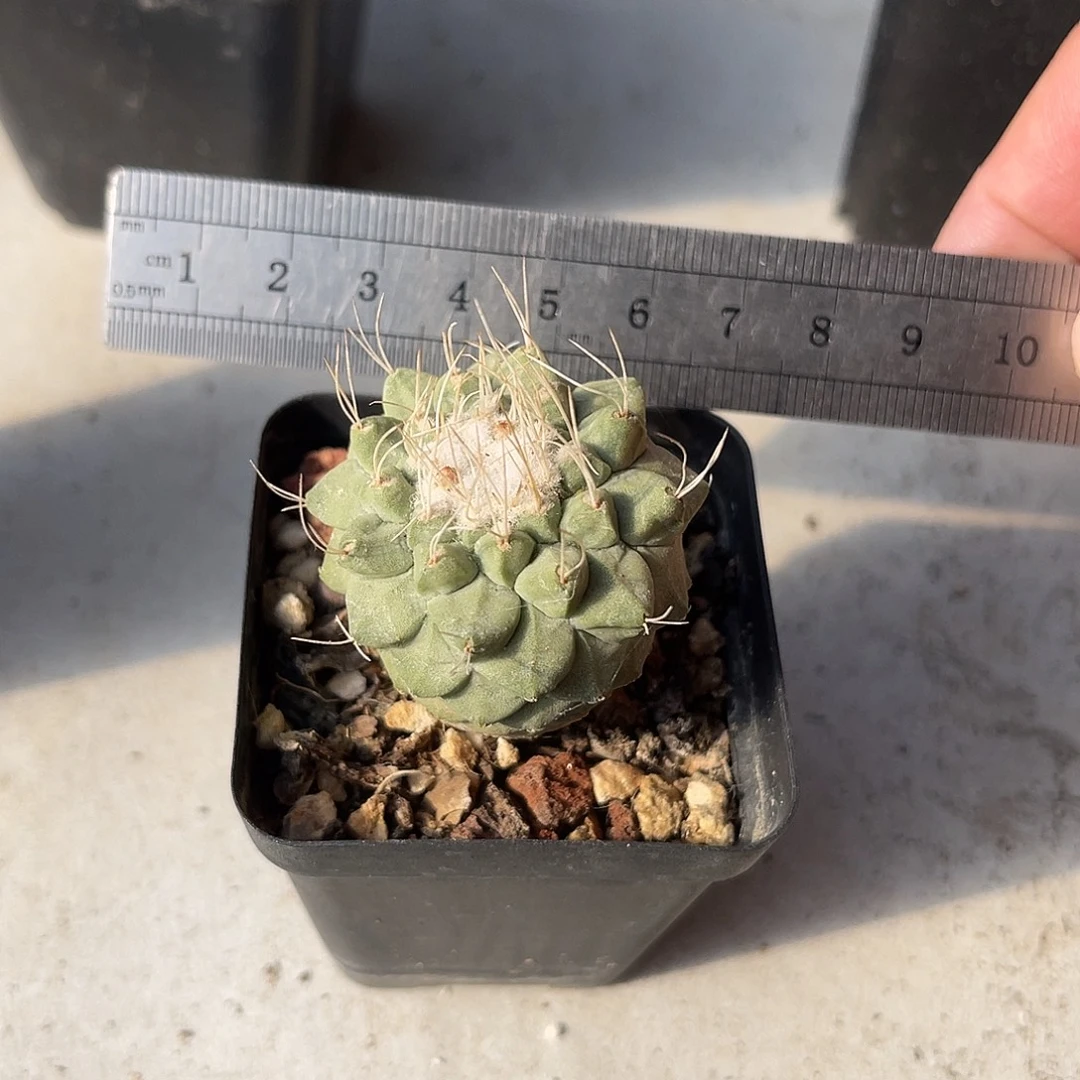 实生大菊水一物一拍