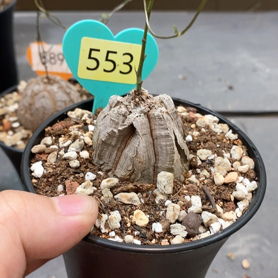 南非龟甲龙龟甲龙