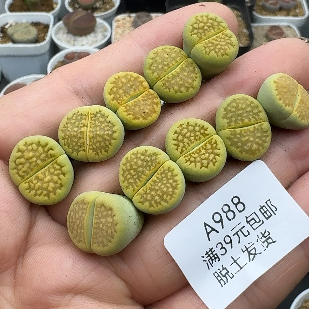 988多肉哈哈哈哈哈哈哈