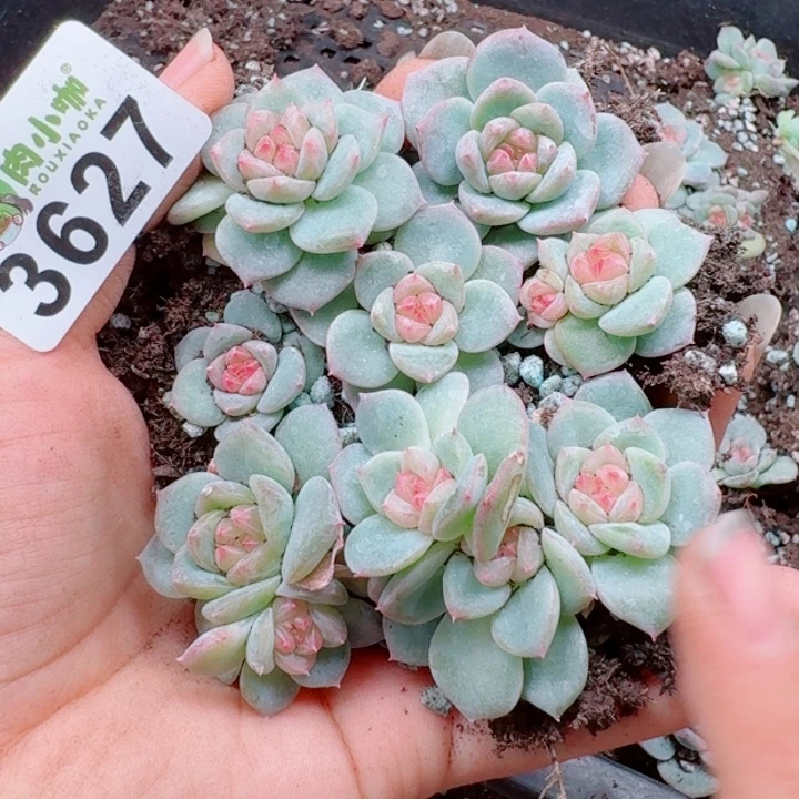 多肉植物多肉植物