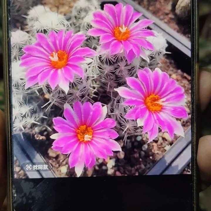 仙人球嘟锦无根侧芽