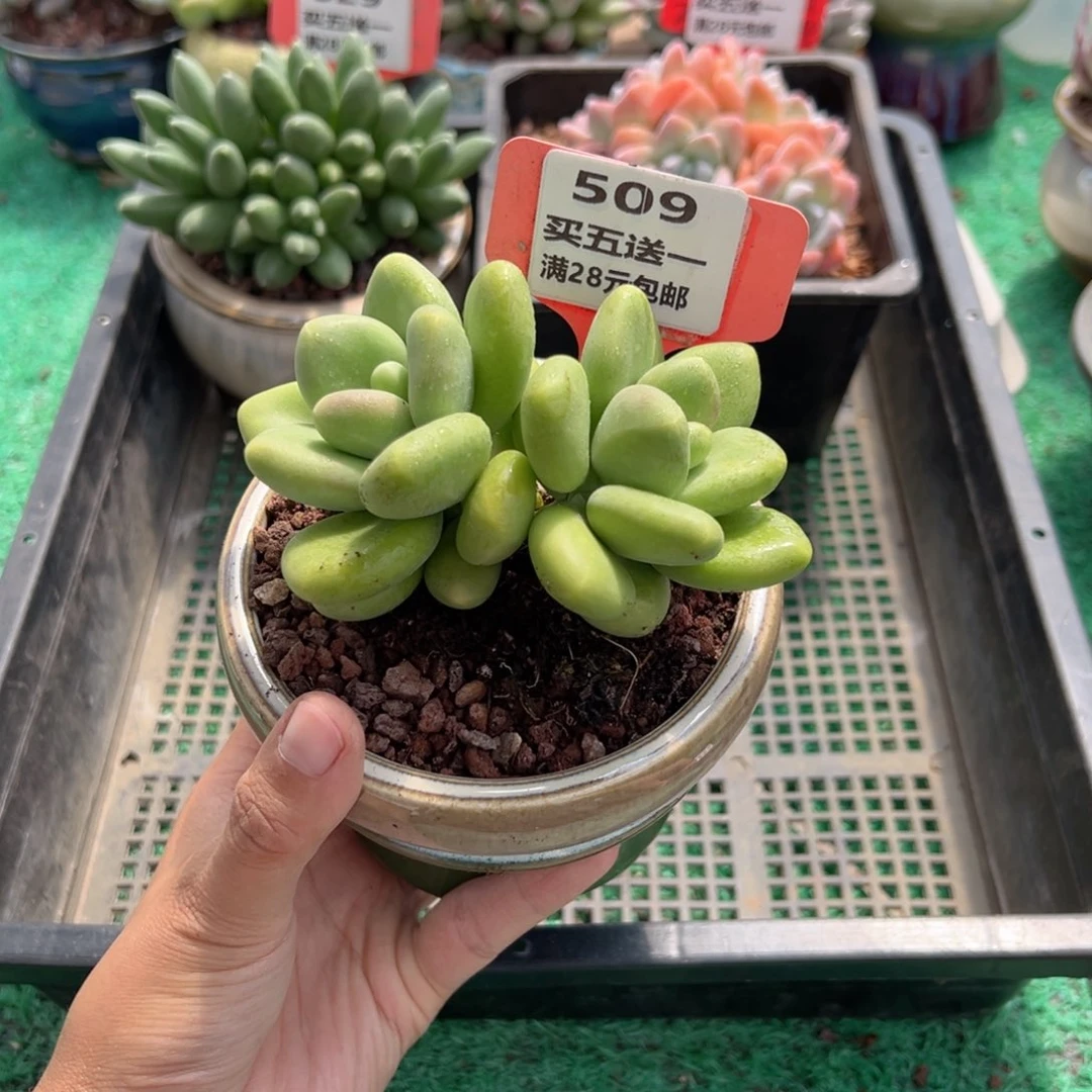 表妹精品多肉植物509.