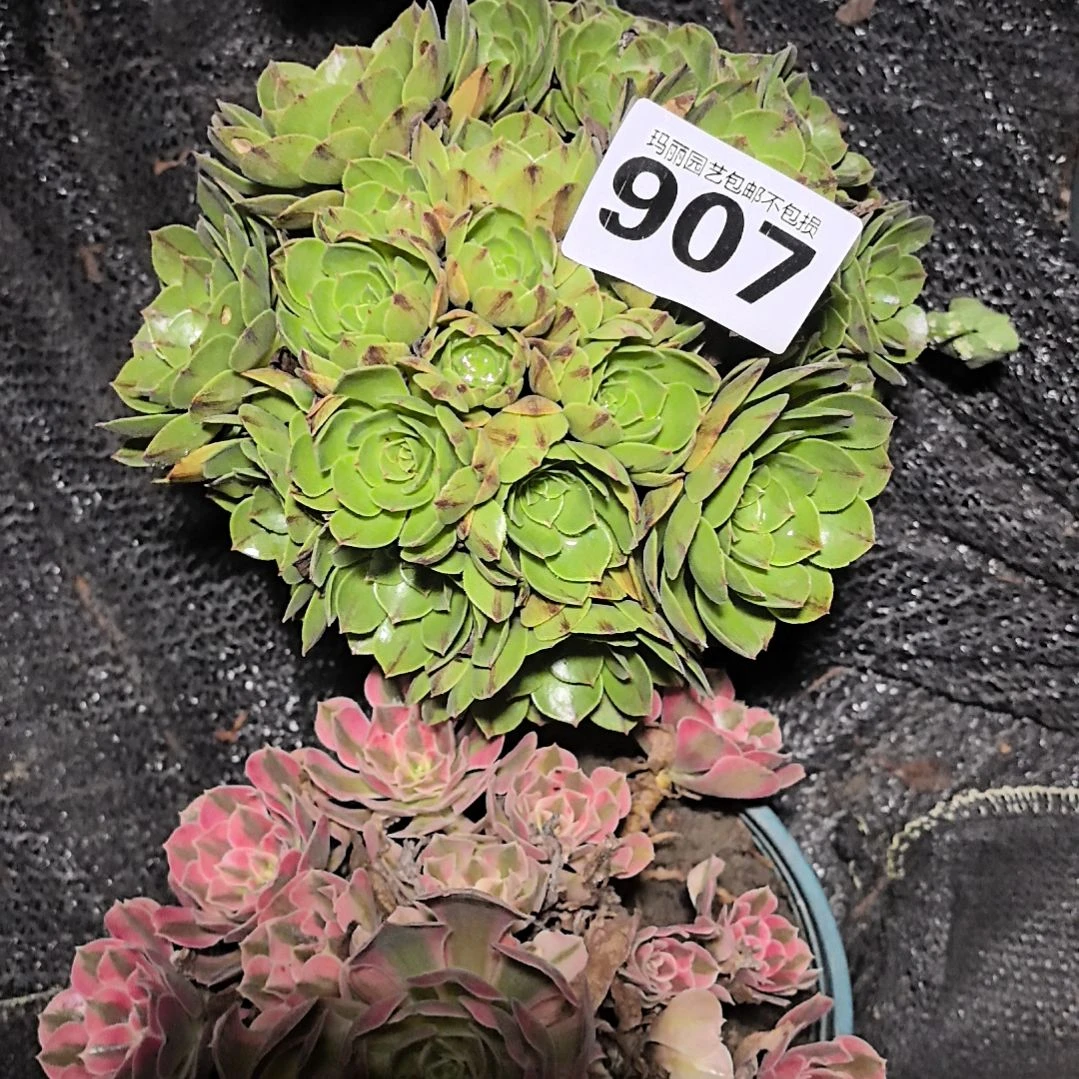 万拉丝花花法师907花3-23