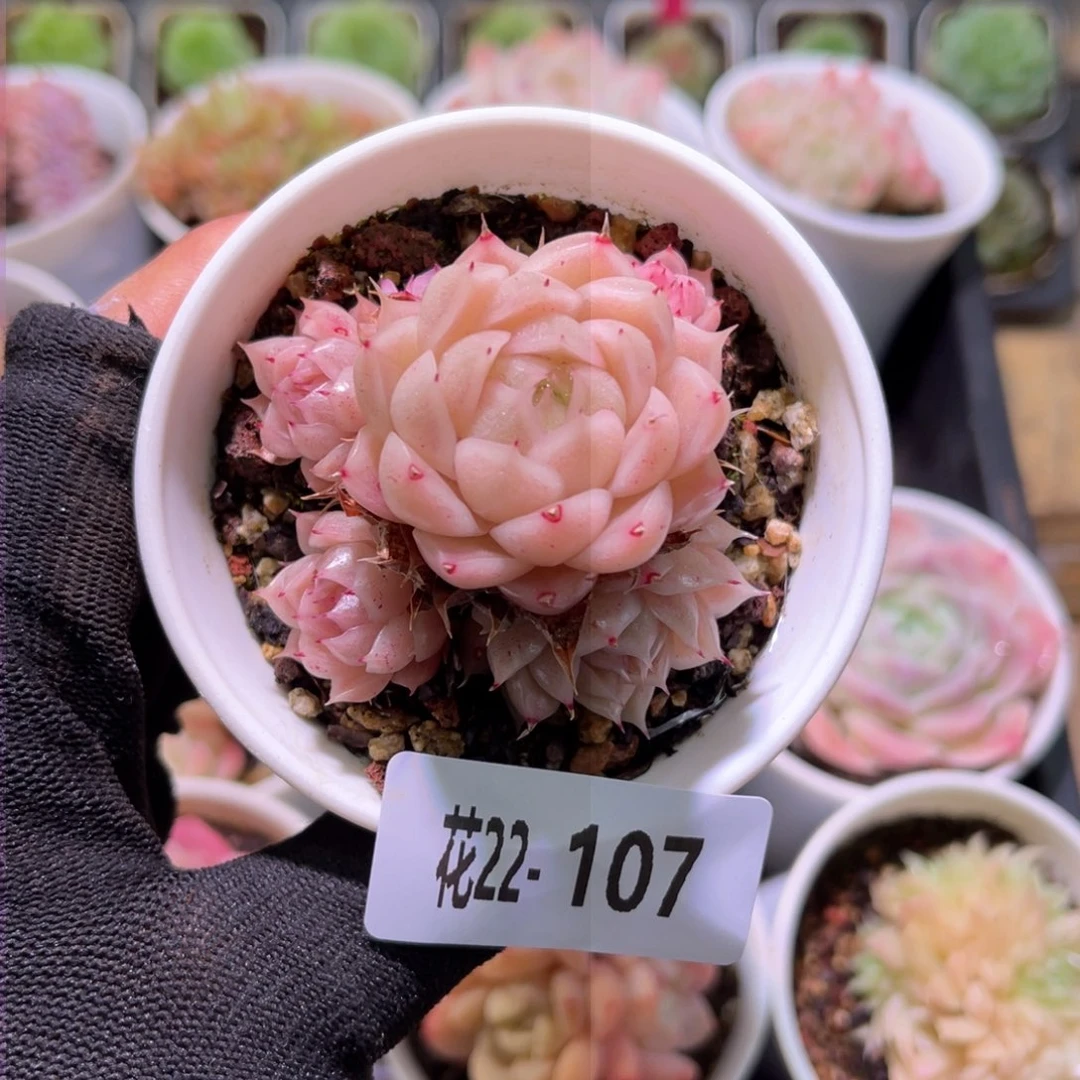 花22-107麦秆小群