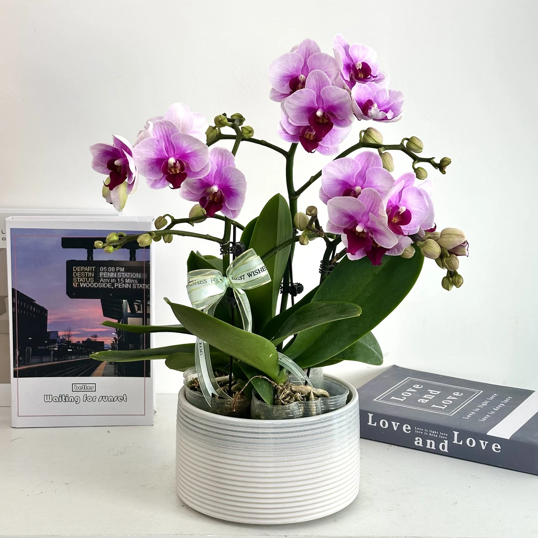 妗画【宝贝】蝴蝶兰鲜花精致组盆 开花株 室内绿植 养兰基地直发