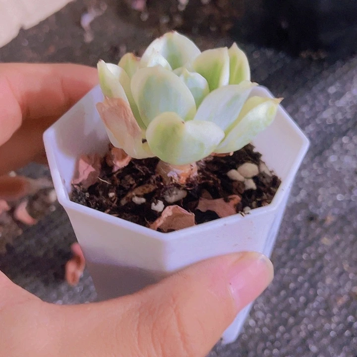 M**o精品小老桩多肉