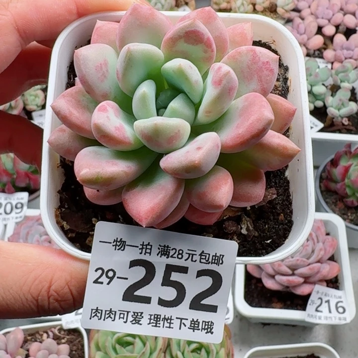 花斑鹿多肉多肉多肉植物多肉