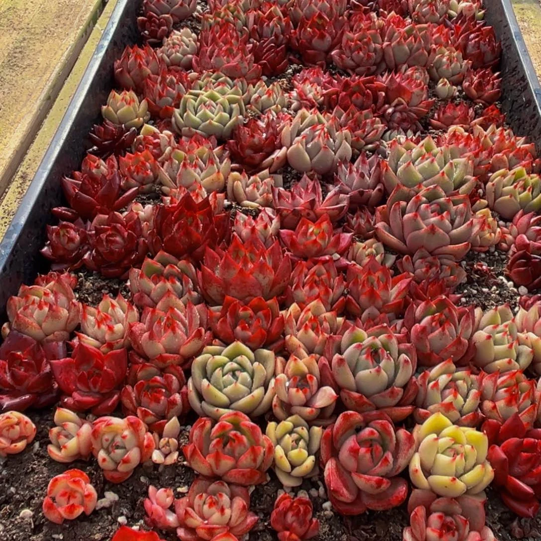 160多肉葡萄领导人物库资料