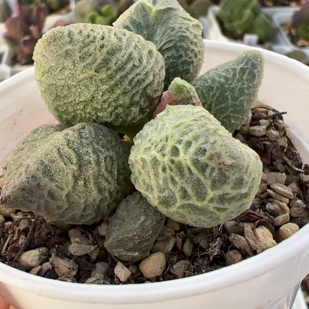 实生新品多头纯木质桩多肉植物