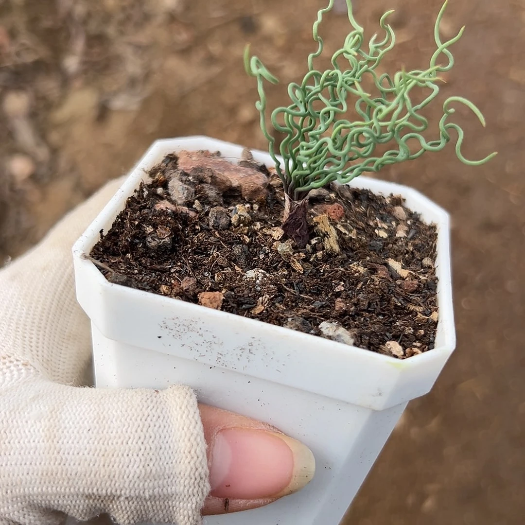 方便面杜呃呃呃呃呃呃呃