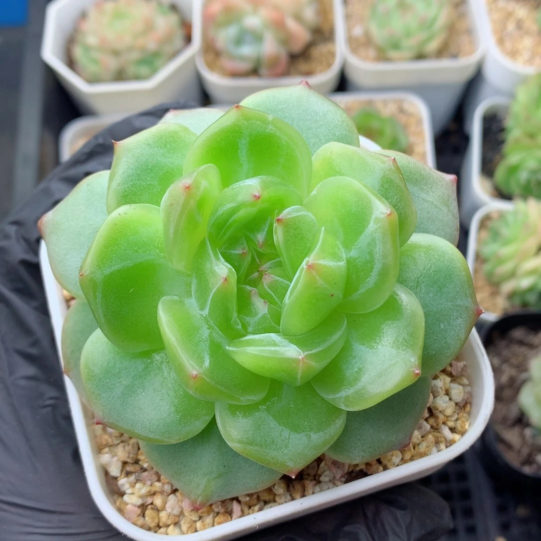58包邮  群生不包整海洋之星77