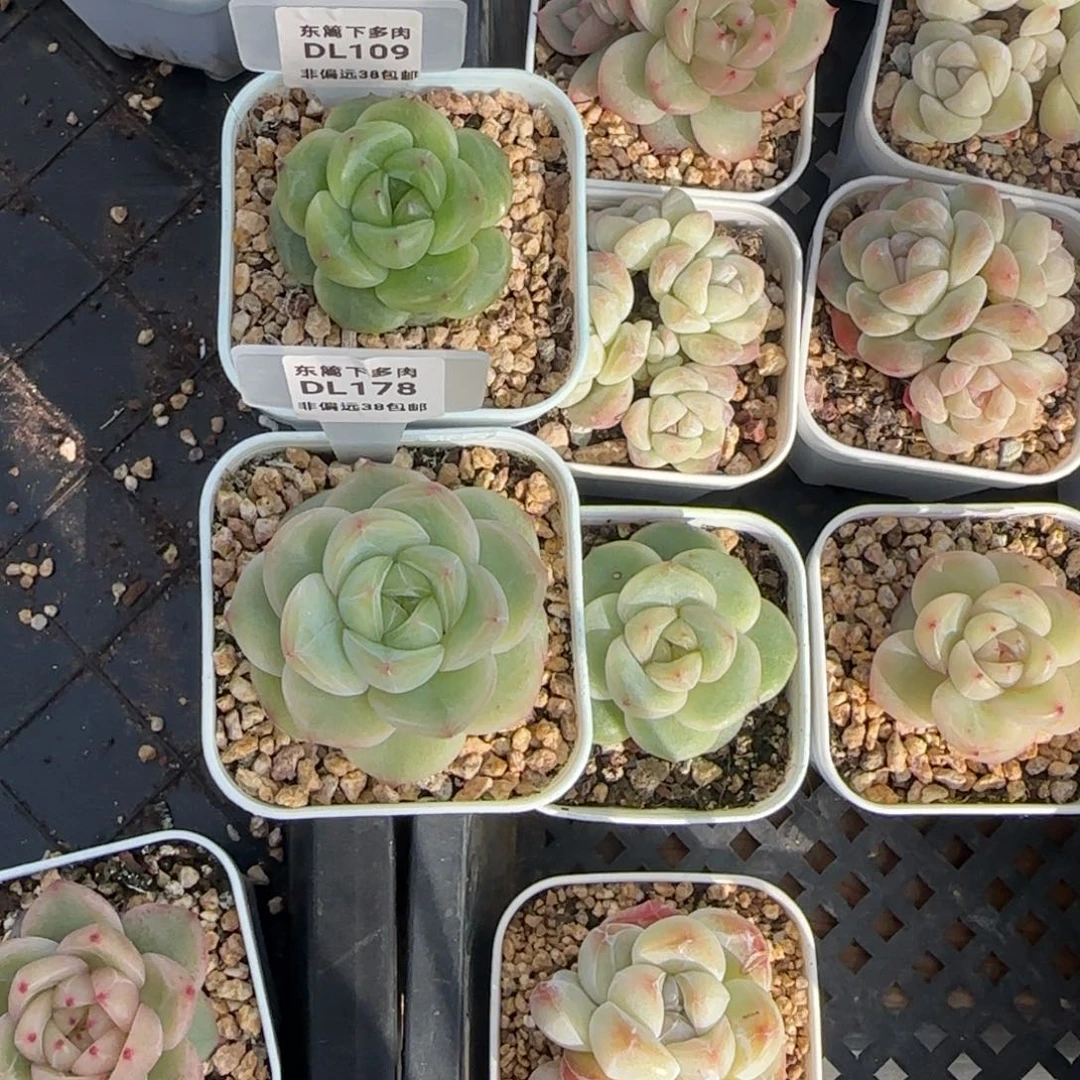 想****达109➕178东篱下两颗多肉植物