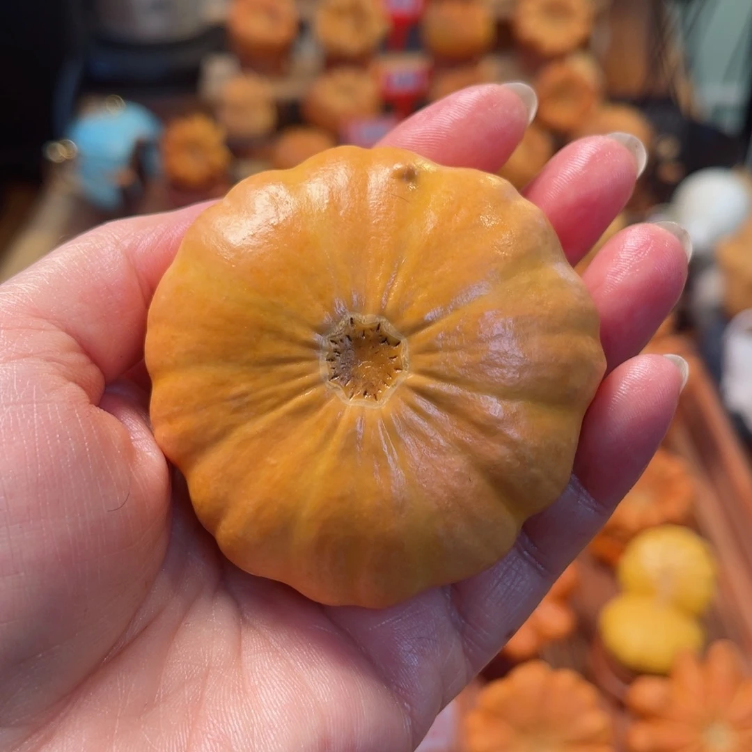 用****5墨西哥葫芦手把南瓜