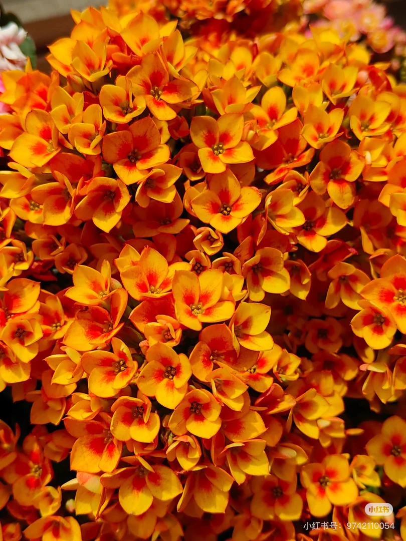 （金色海岸）130盆 长寿单瓣稀有品种 产地直发