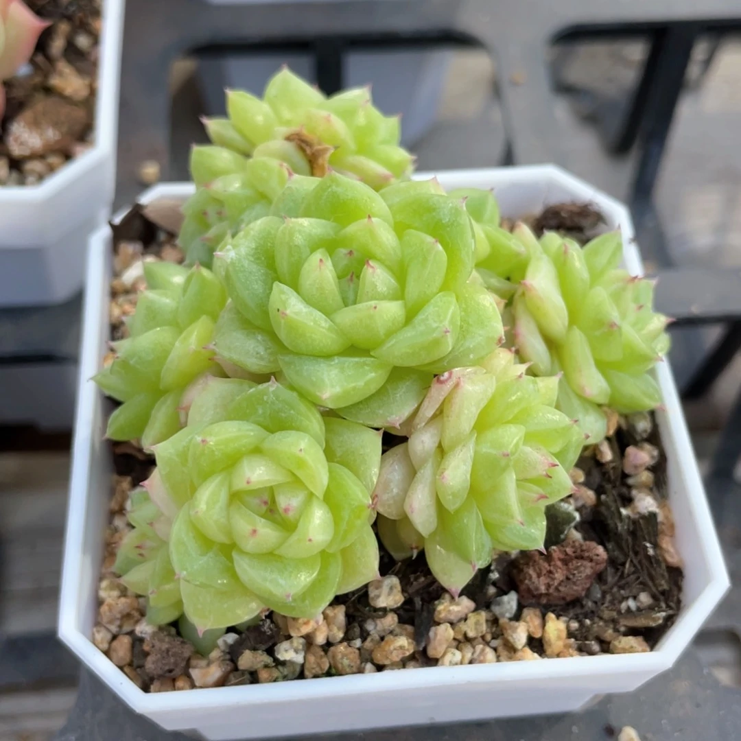 无**予S优选麦杆福利639