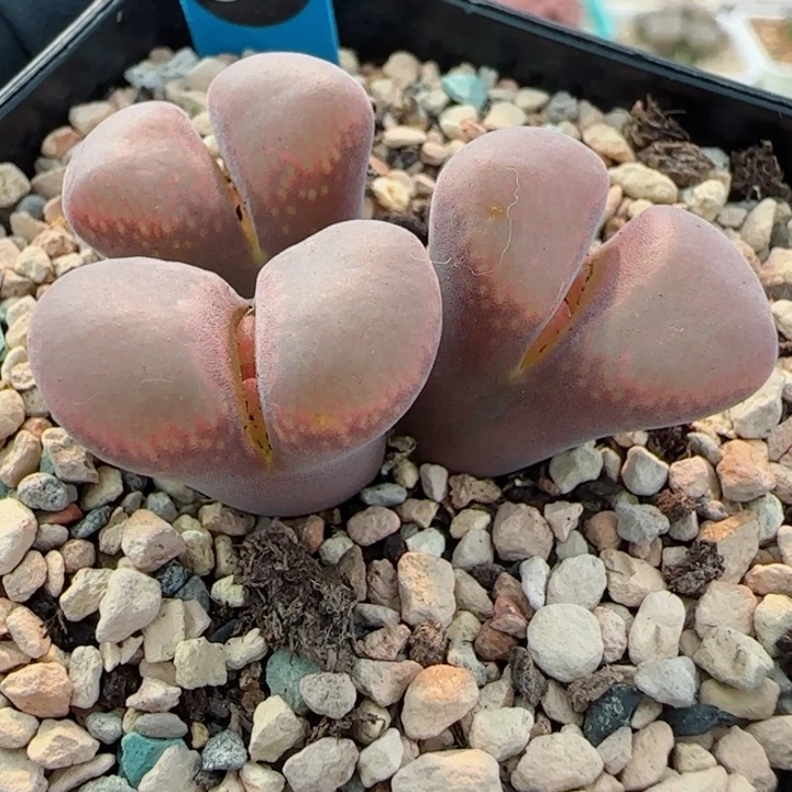 多肉植物QHZ001母本10号