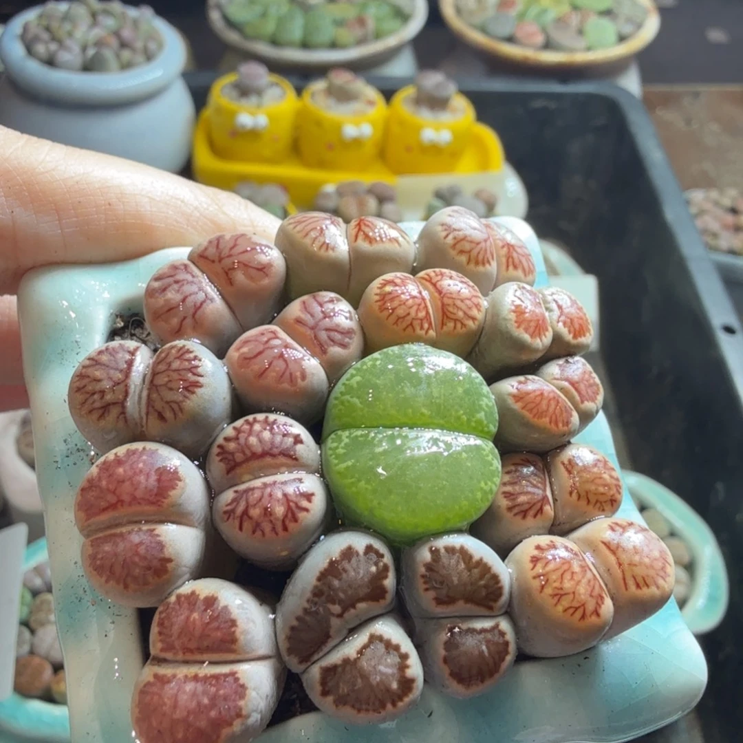 咕***嘟多肉植物福利冲冲冲664