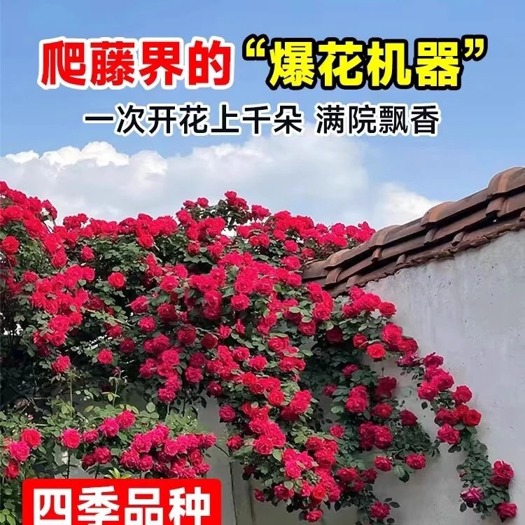 红木香四季开花1.5米左右土球发货庭院爬藤木本植物