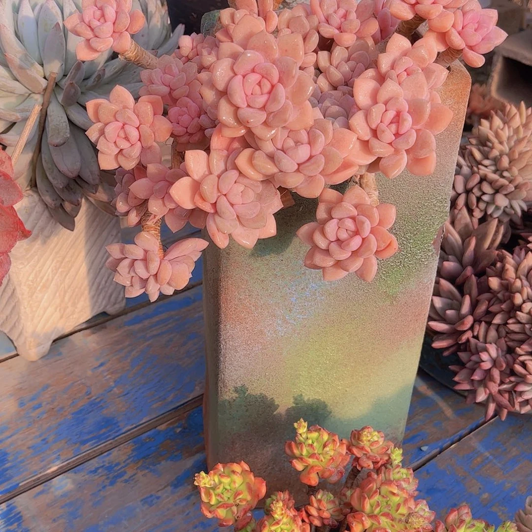 无*多肉植物保护