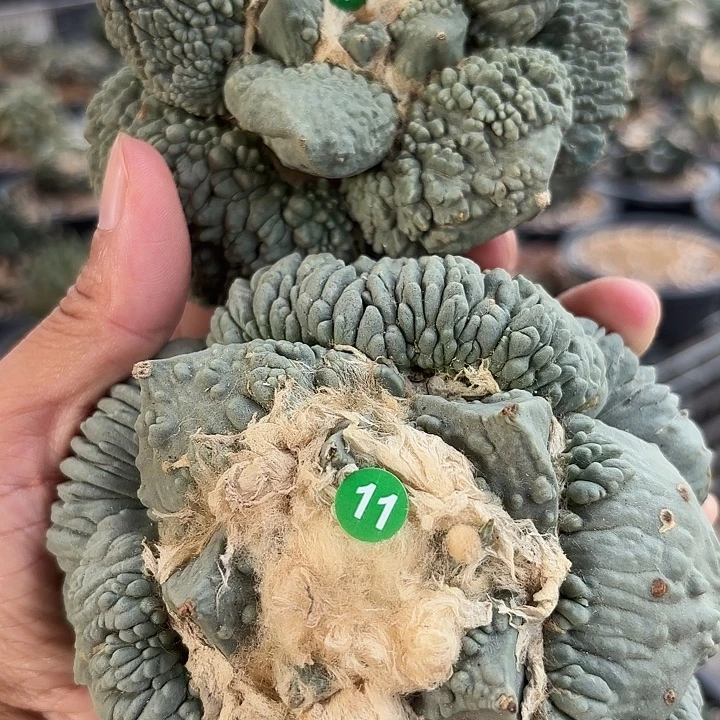 她***情苗接落地仙人球10.11