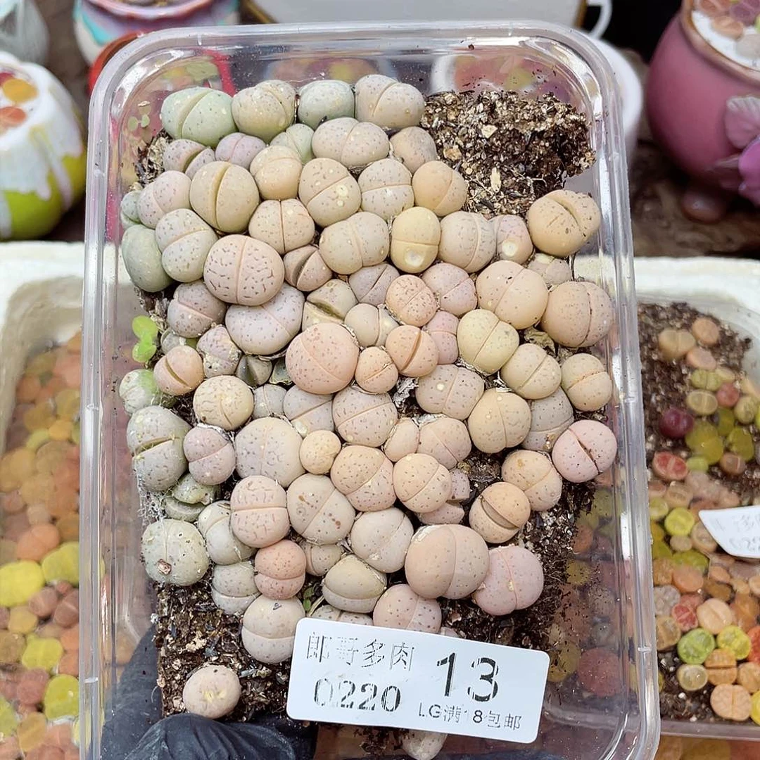 生石花满18包邮20-13