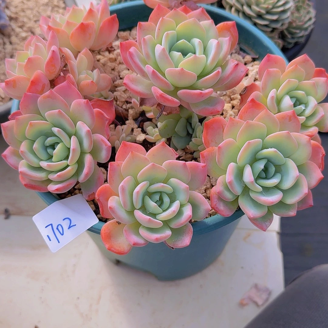 1702冷橙多肉植物