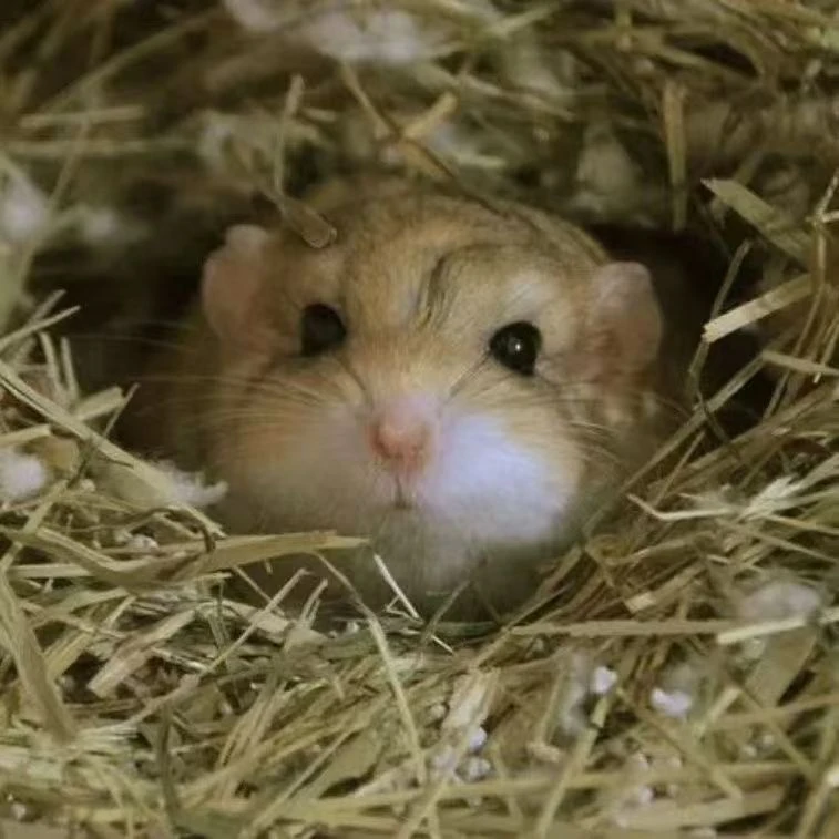 肥尾沙鼠通心粉鼠宠物仓鼠宠物小型宠物可爱安静不臭家养