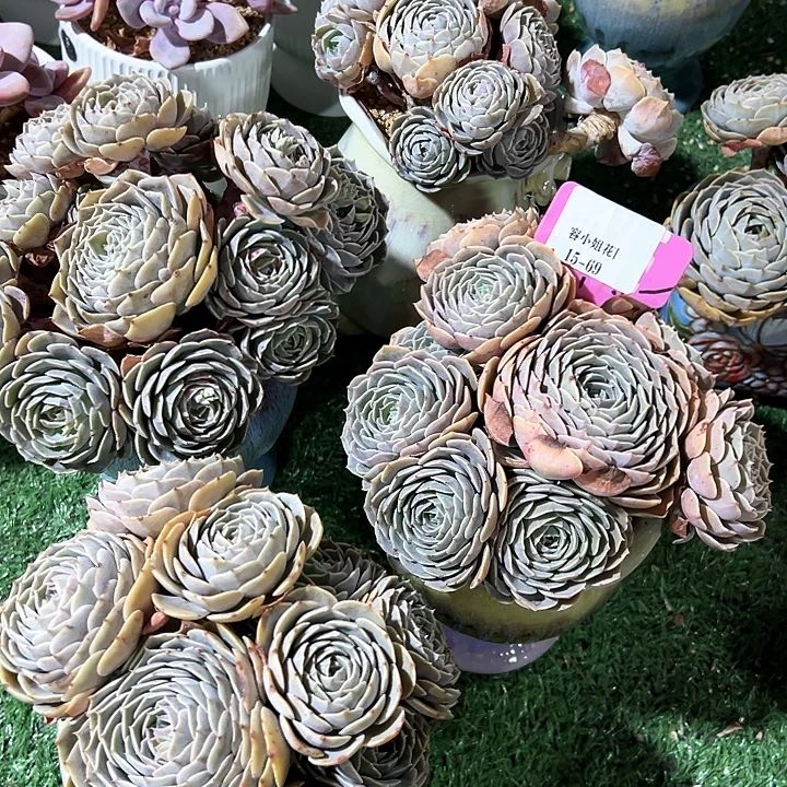 15.69天赐带盆一个