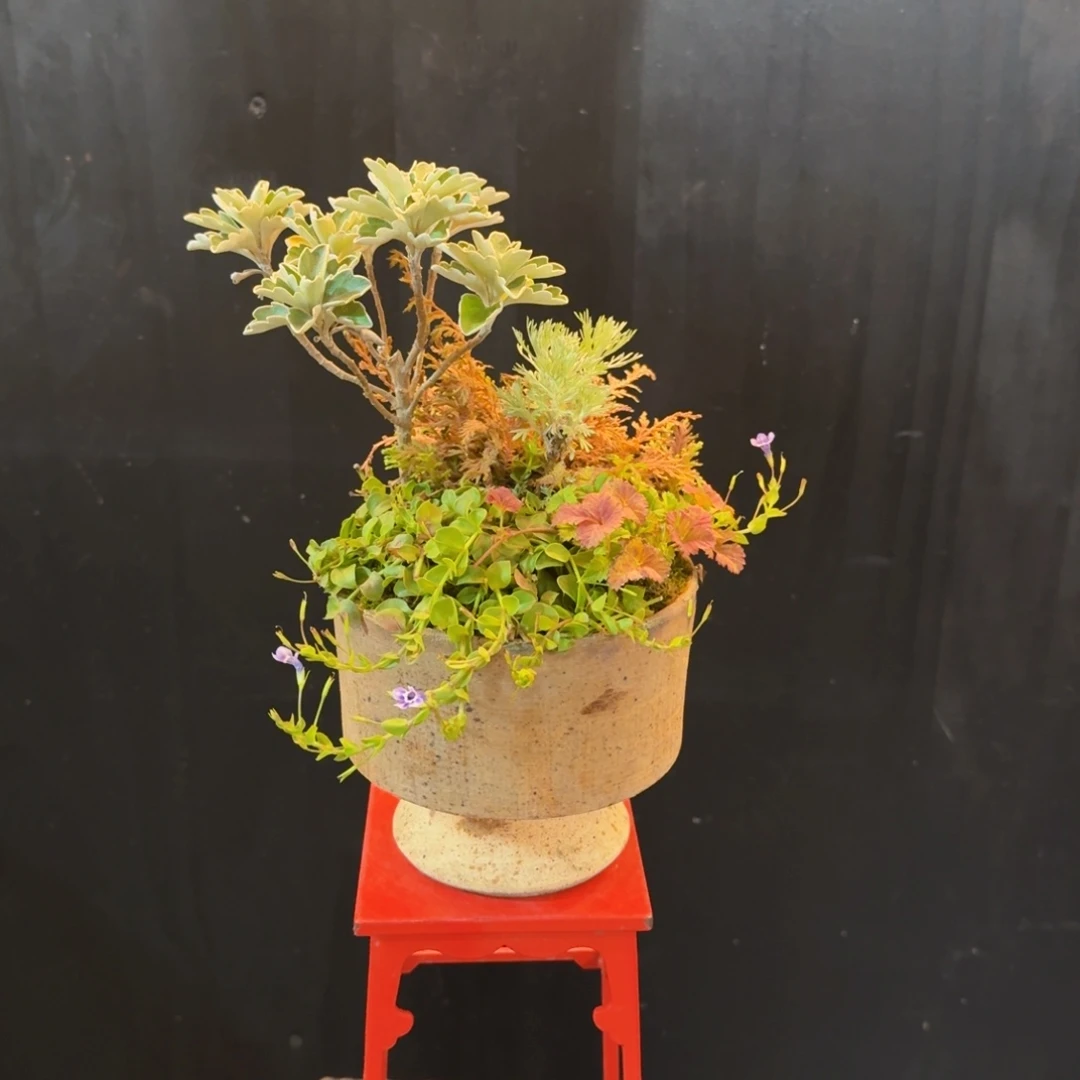 无花朵山野草手作盆