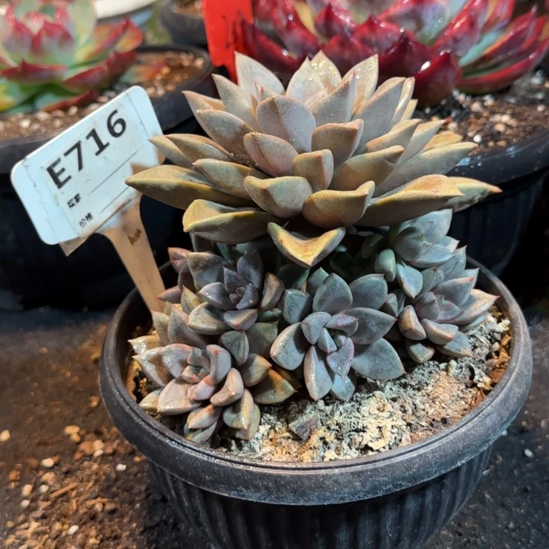 曾***节琅琊716一物一拍包装收缩花旱