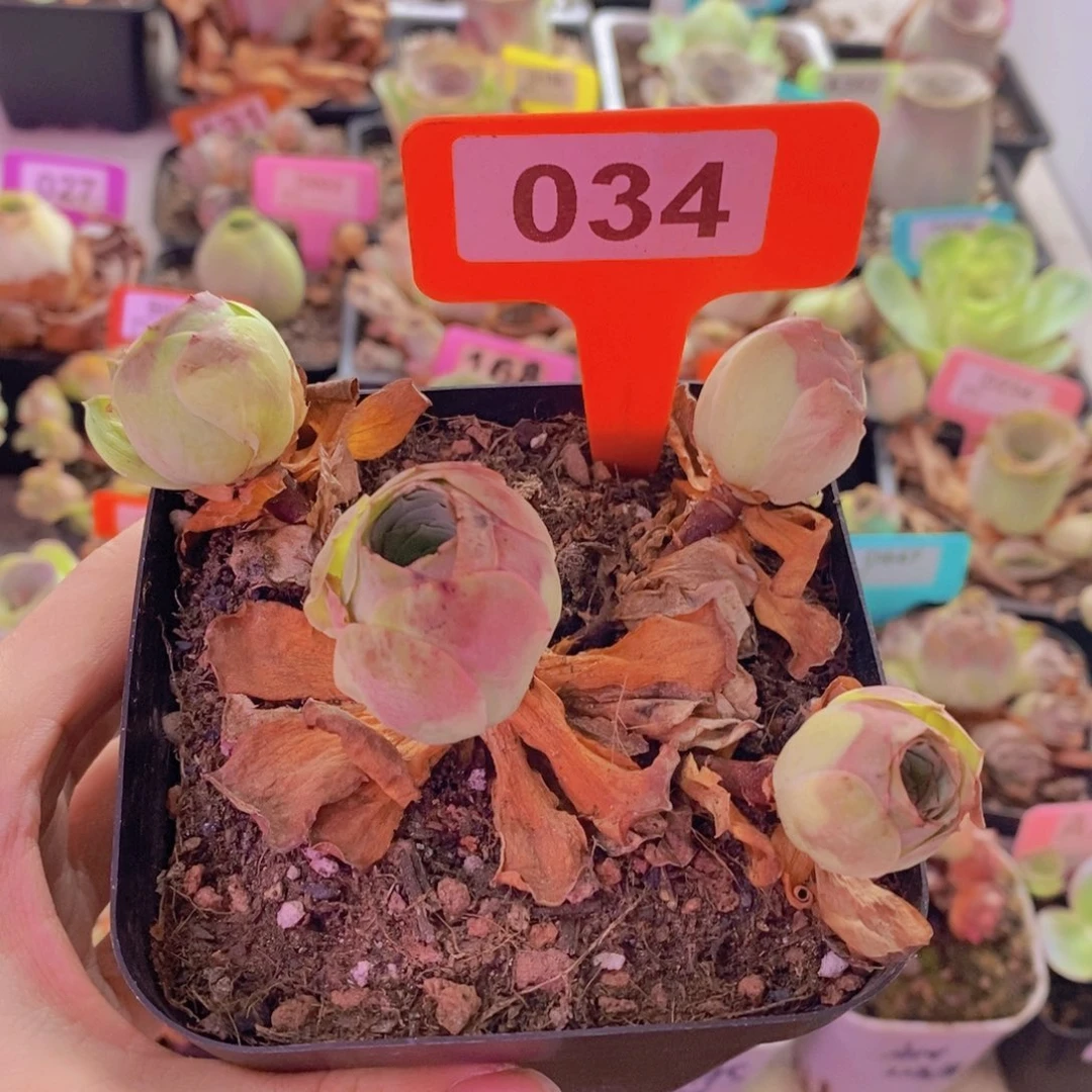 影***子山地玫瑰一物一拍034