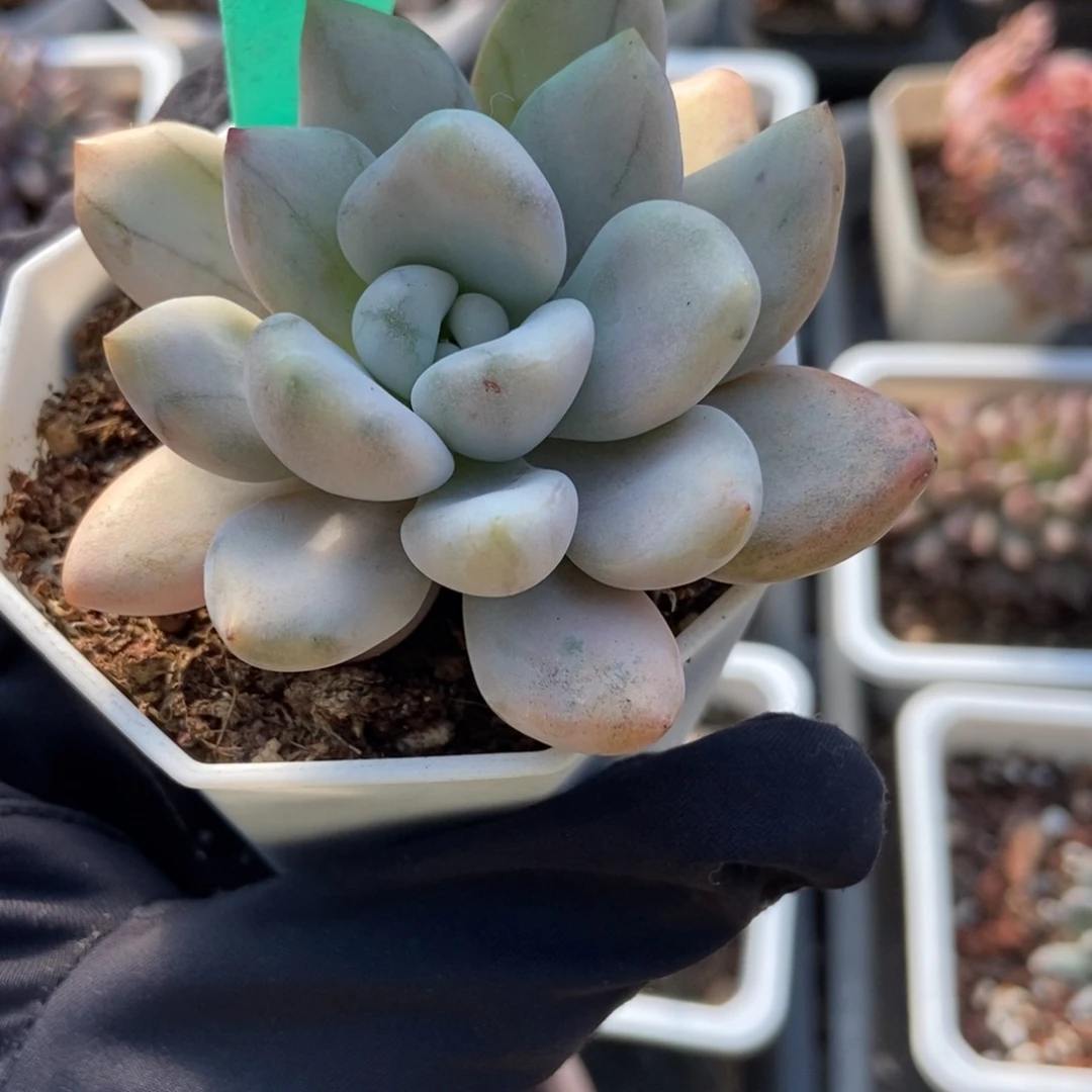 9奥普锦多肉植物多肉