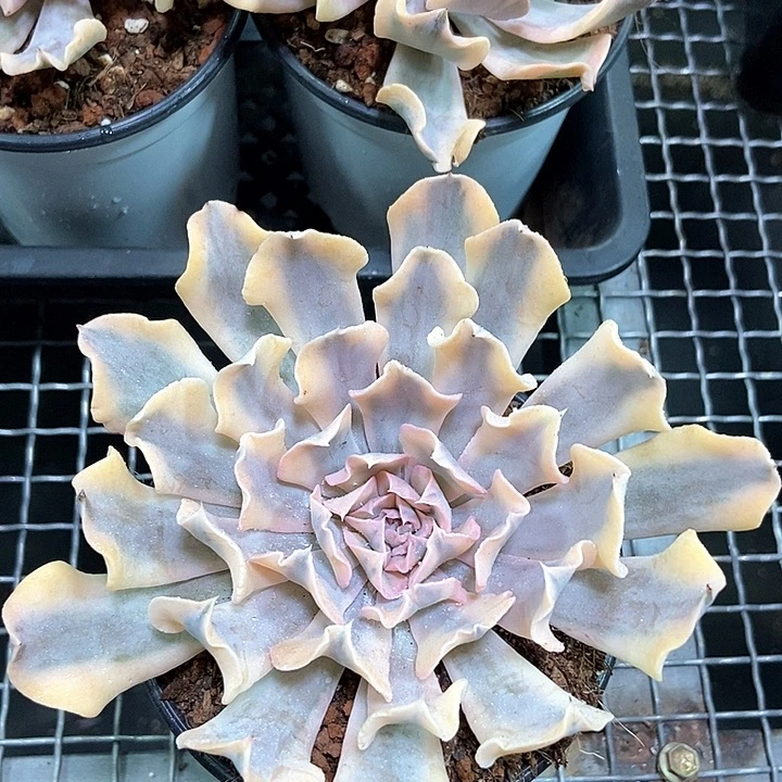 利比里亚锦多肉植物