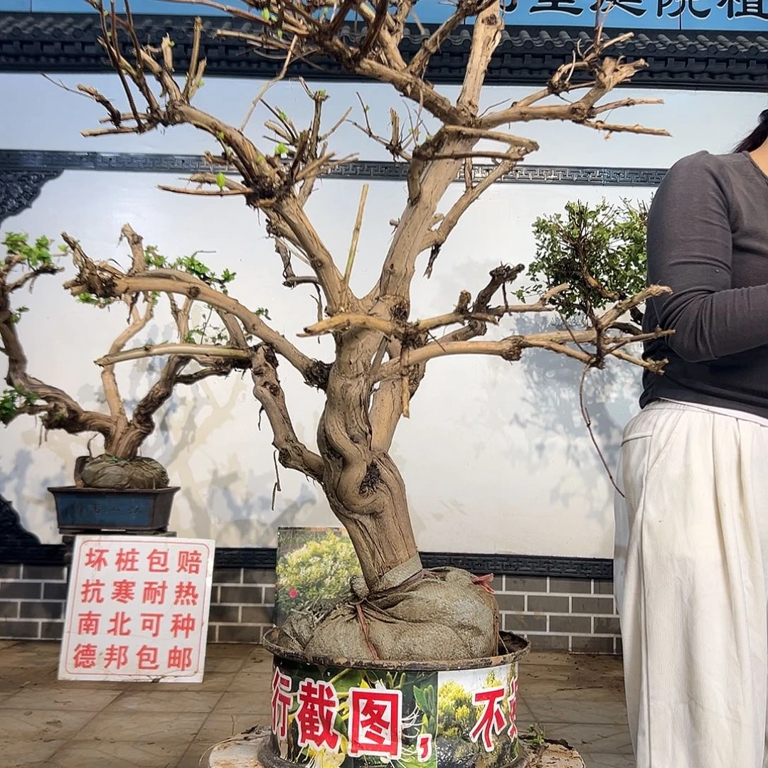 完全开放金银花8888