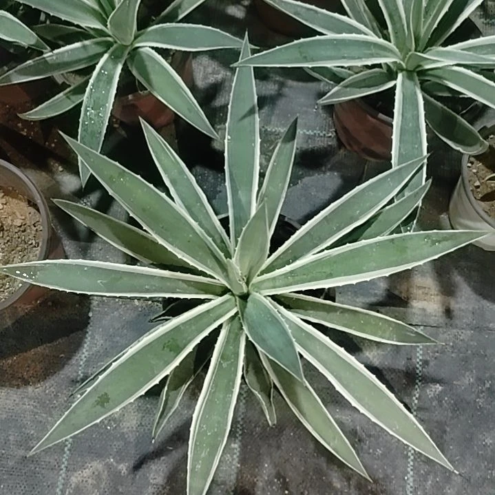 潮流植物银边龙舌兰一颗