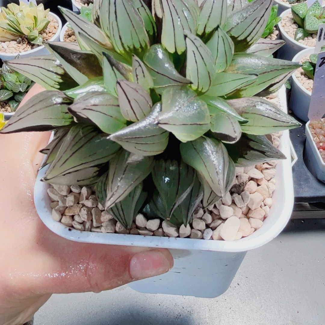 母本西瓜寿多肉植物66666