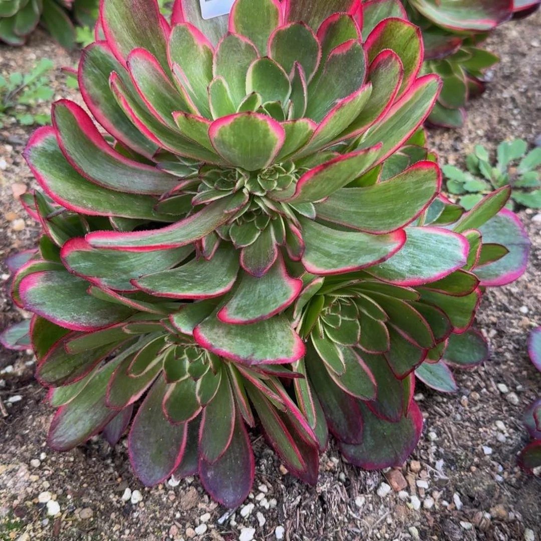 483粉花妖。多肉植物