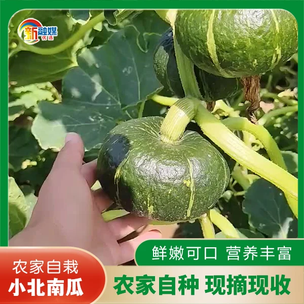 本地农家小北南瓜露天种植小南瓜当季南瓜营养现摘现发