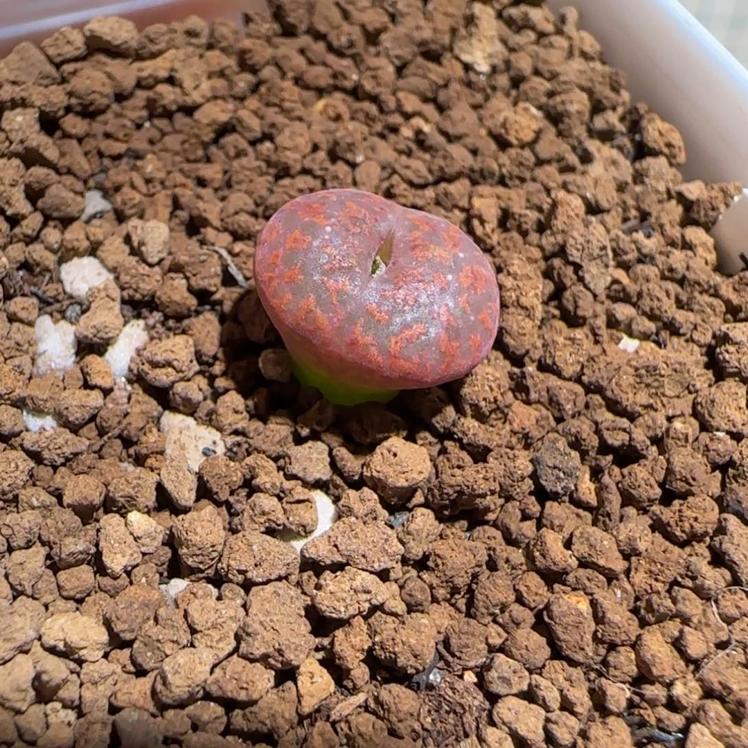 用***我肉锥多肉植物组合-307