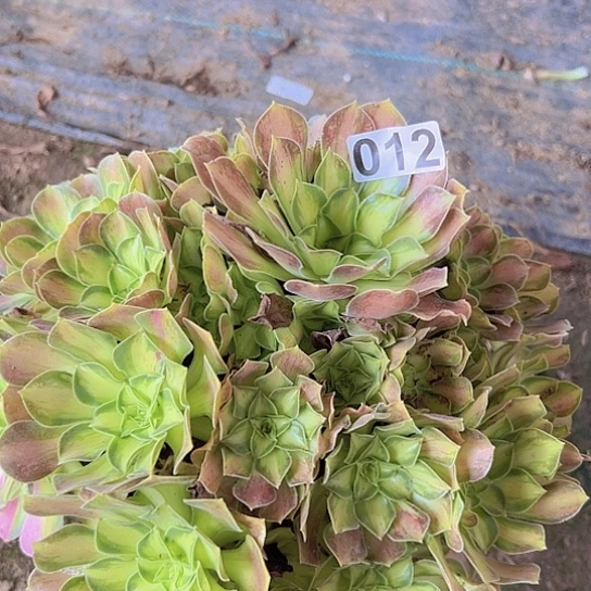 保***英多肉植物一个少华