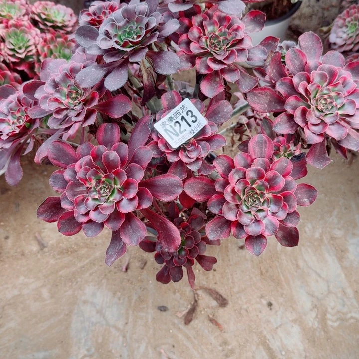 213丽娜官服35左右2