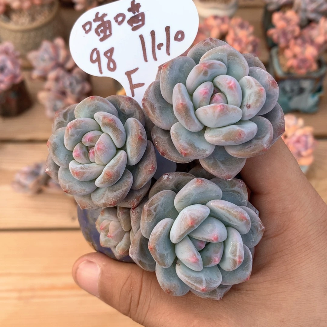 今***播香影4头自然群一物一拍