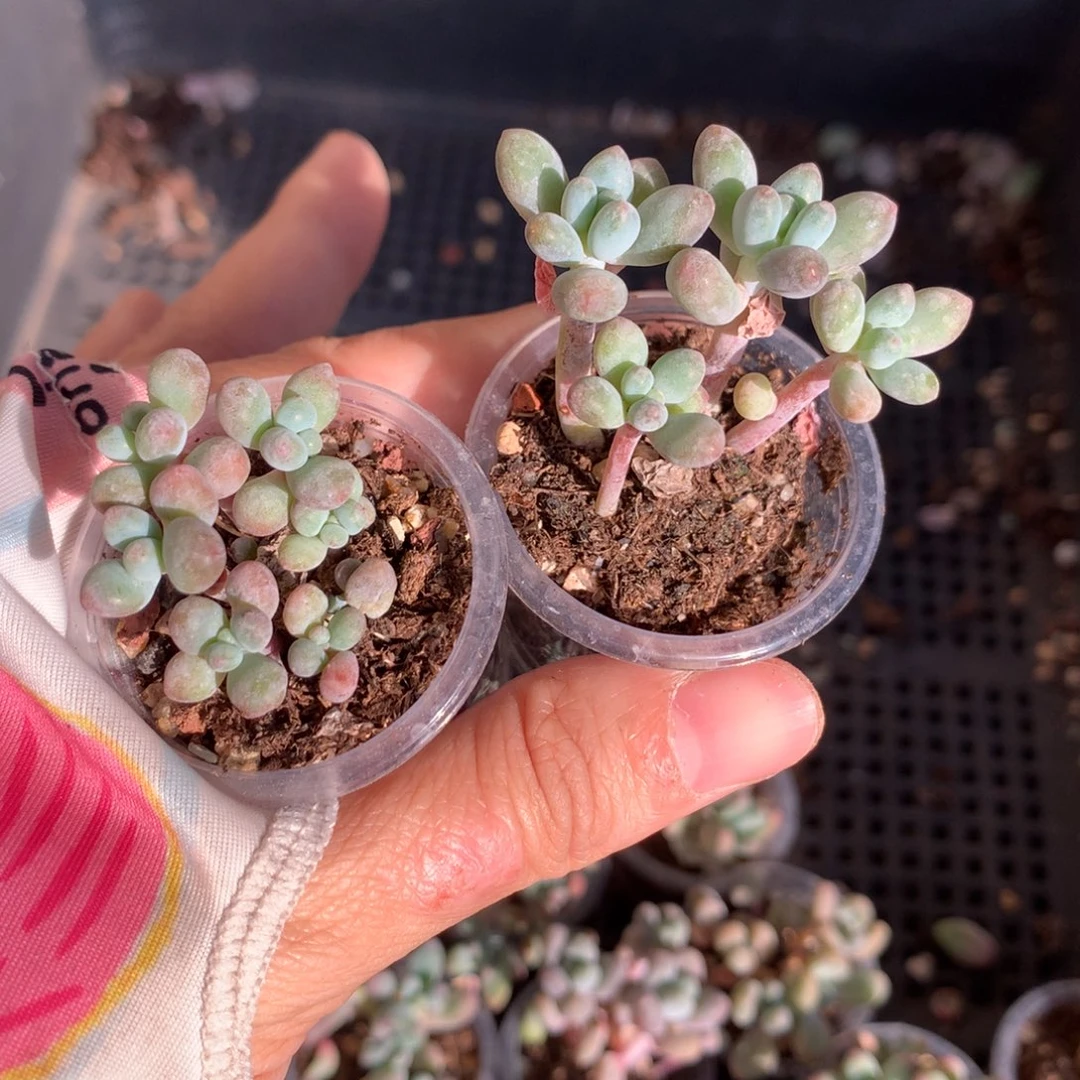 瑕疵特价苹果奶不售后