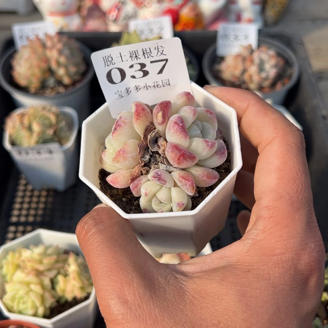 玉蝴蝶三头多肉满28包邮脱土发