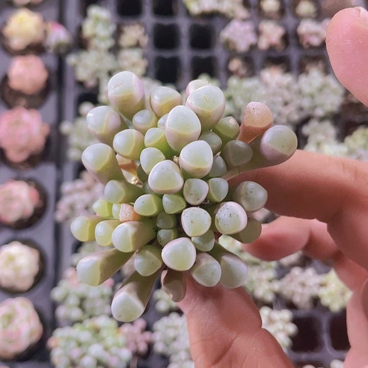 五十玲玉精品多肉